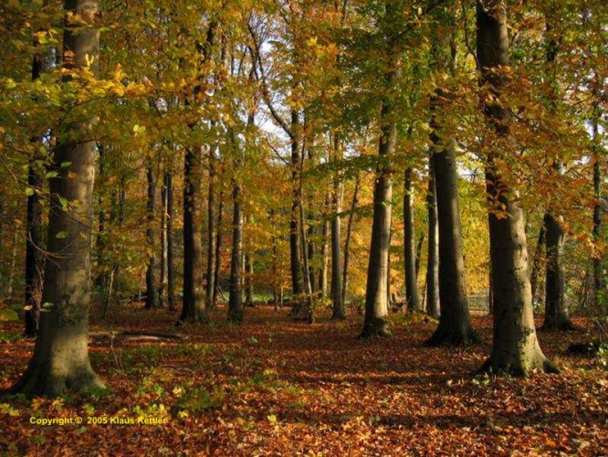 Herbst im Stadtwald.jpg
